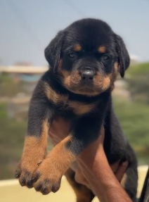 Buy Vaccinated  Rottweiler Puppy from Goa